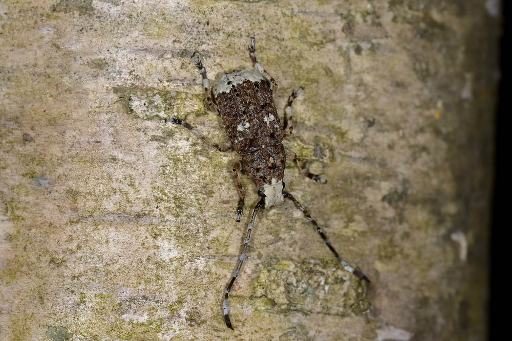 Platystomos albinus (Anthribidae)